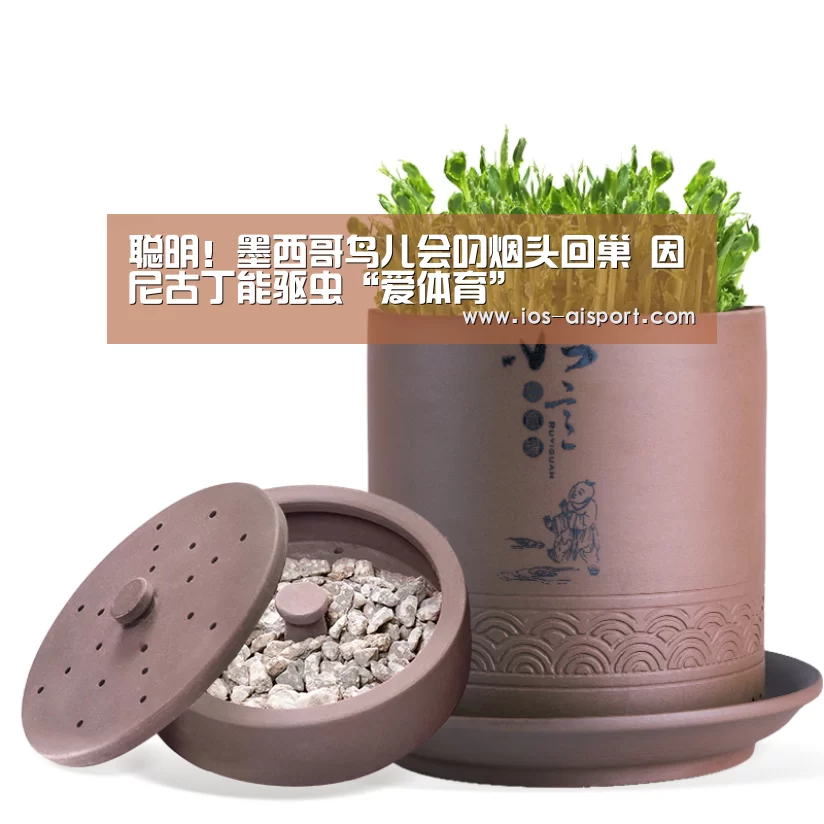 聪明!墨西哥鸟儿会叼烟头回巢 因尼古丁能驱虫“爱体育”(图1) 爱体育